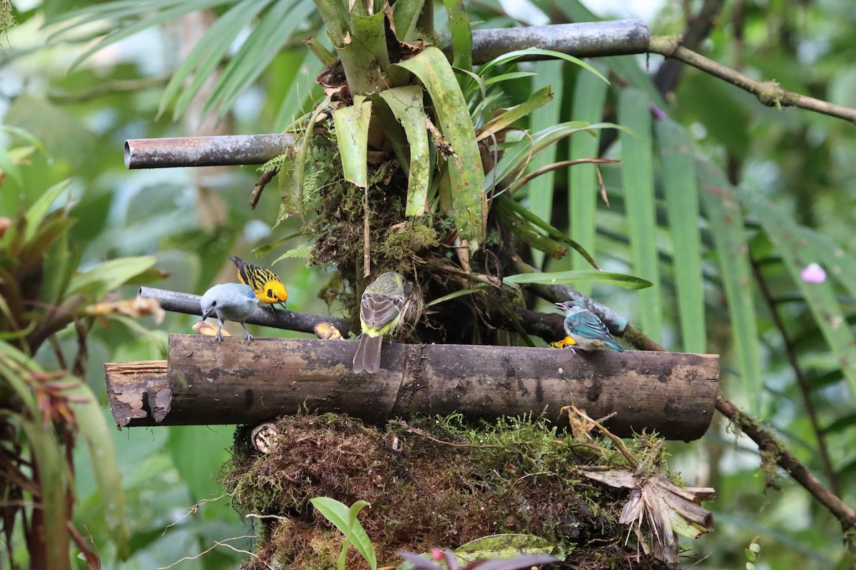 Blue-gray Tanager - ML607248201