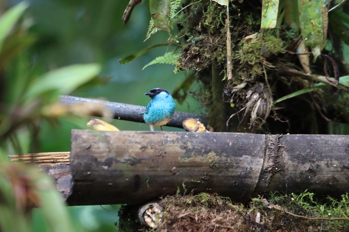 Golden-naped Tanager - ML607248641