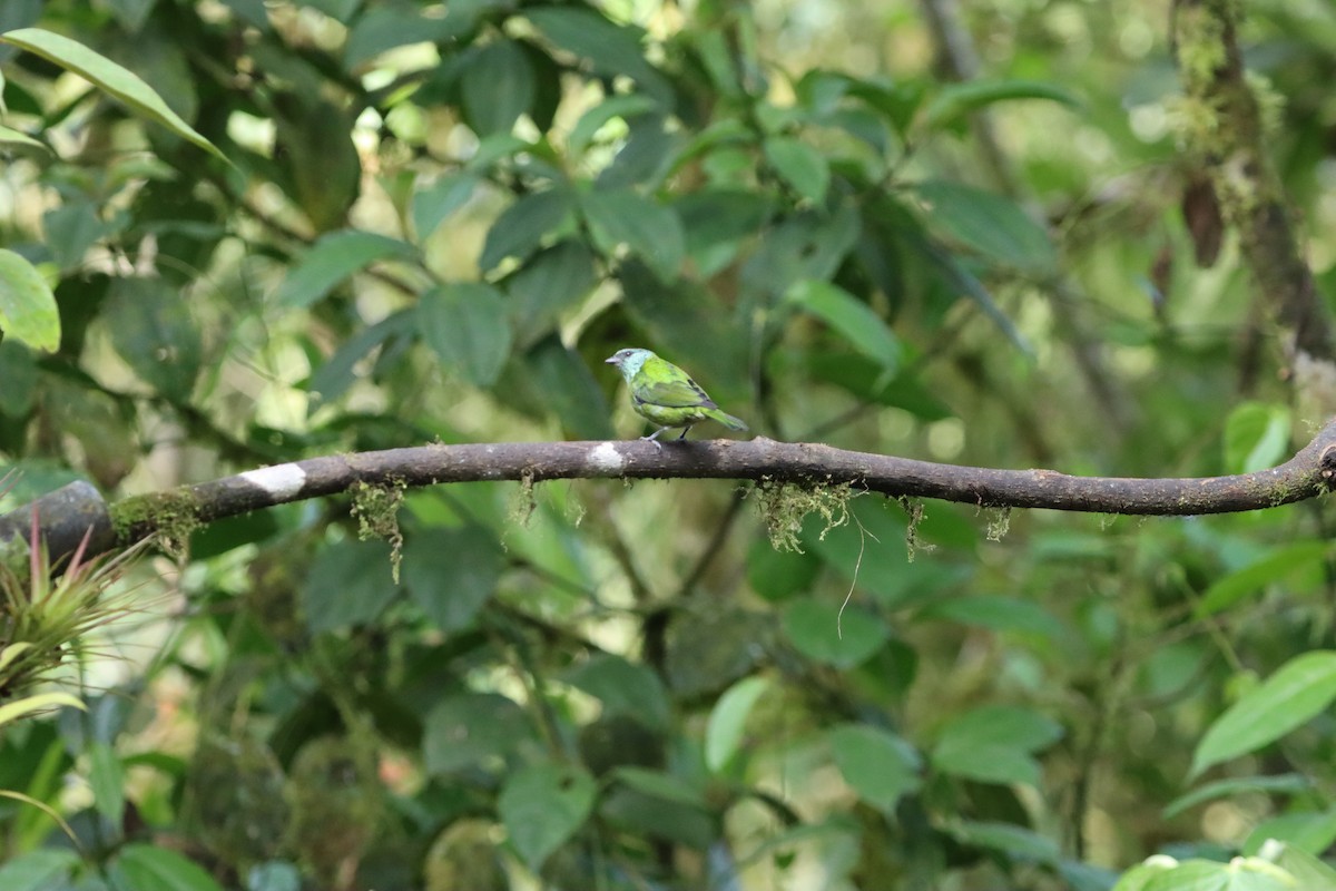 Black-capped Tanager - ML607248721