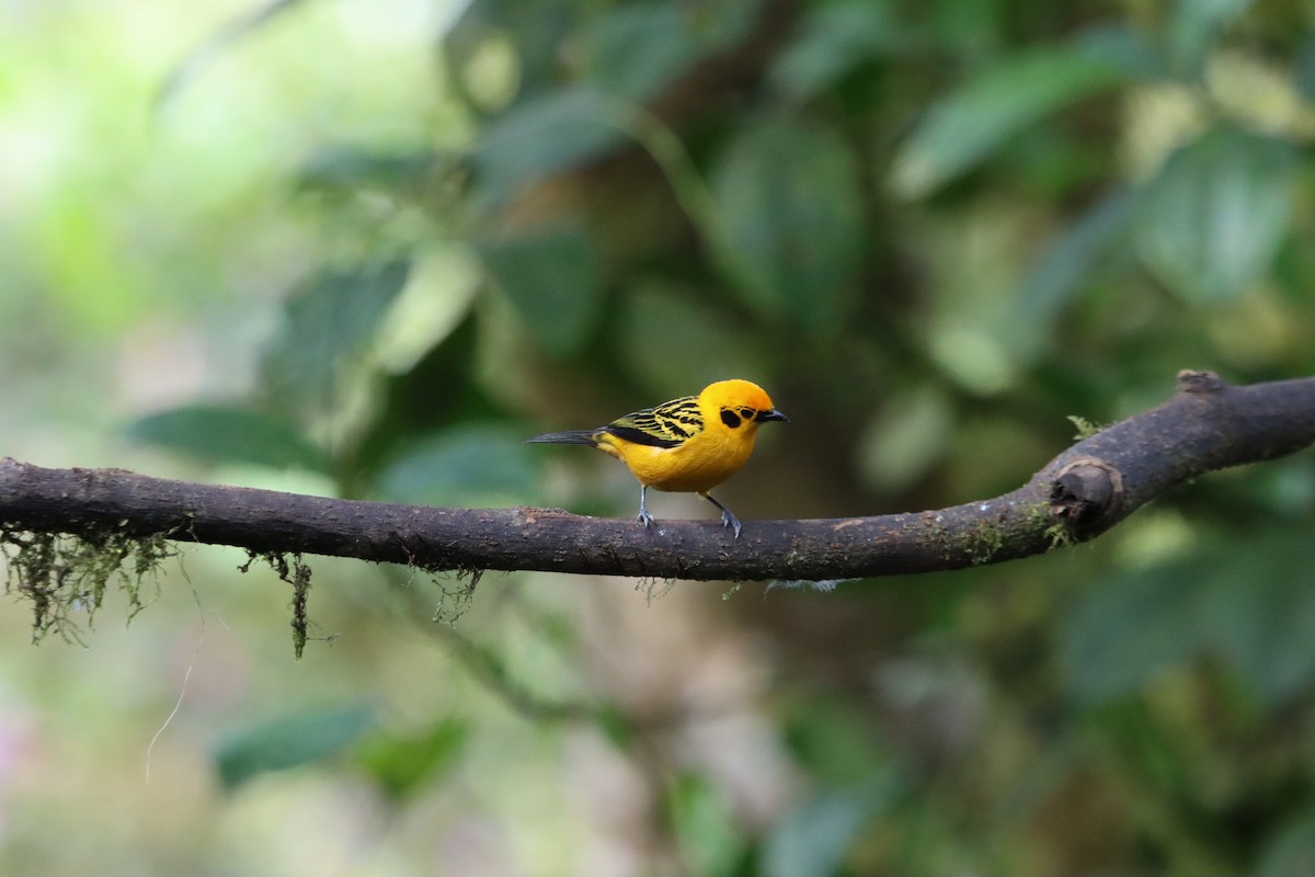Golden Tanager - ML607249001