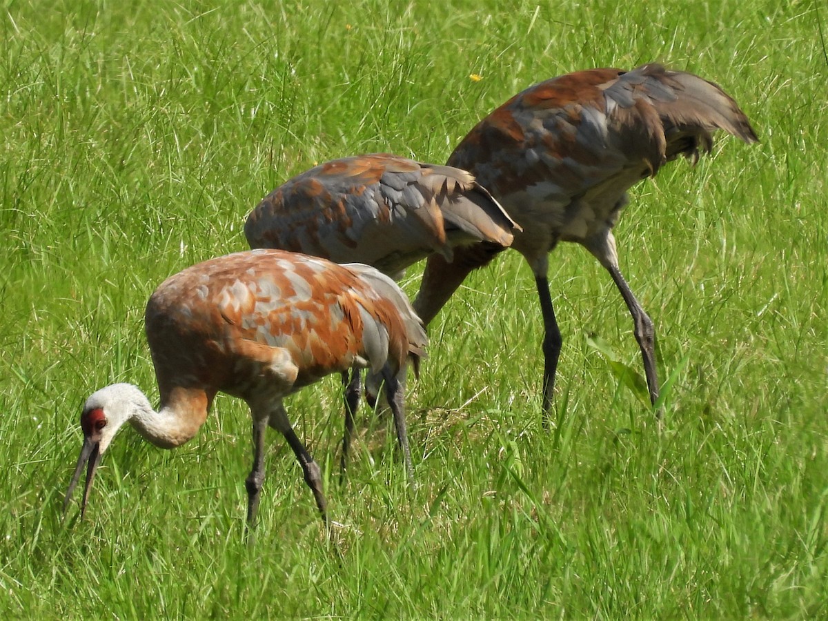 Sandhill Crane - Susan Gowen