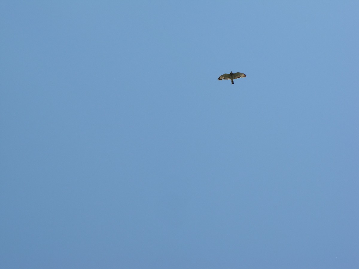 Broad-winged Hawk - ML60724951