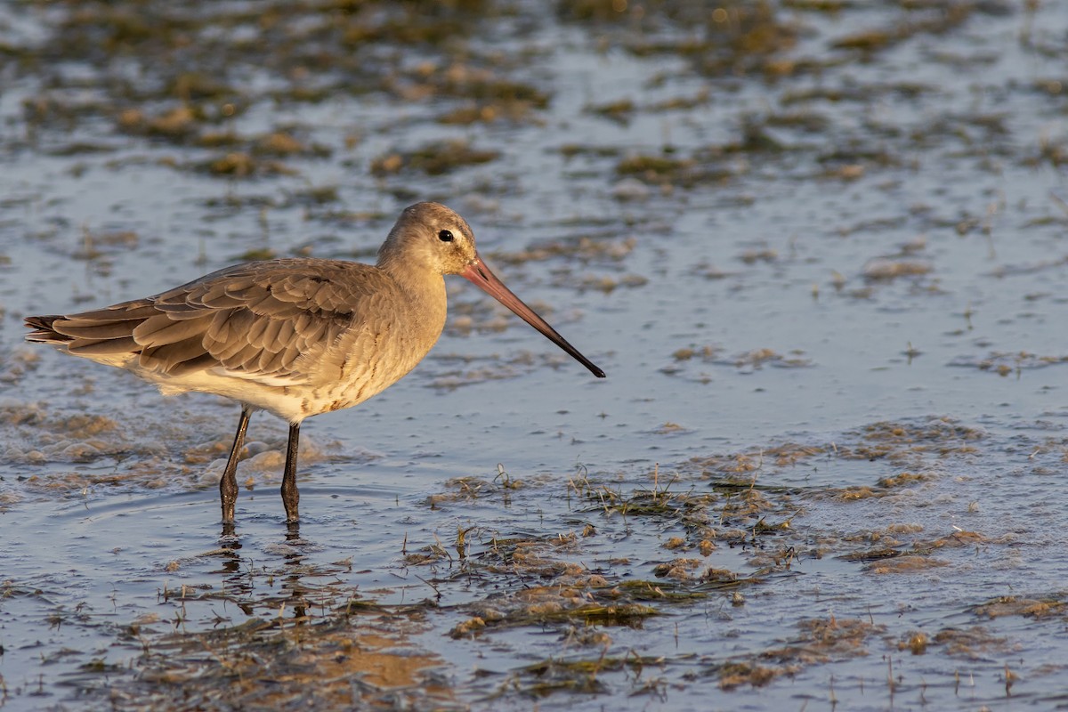 Black-tailed Godwit - Volkan Donbaloglu