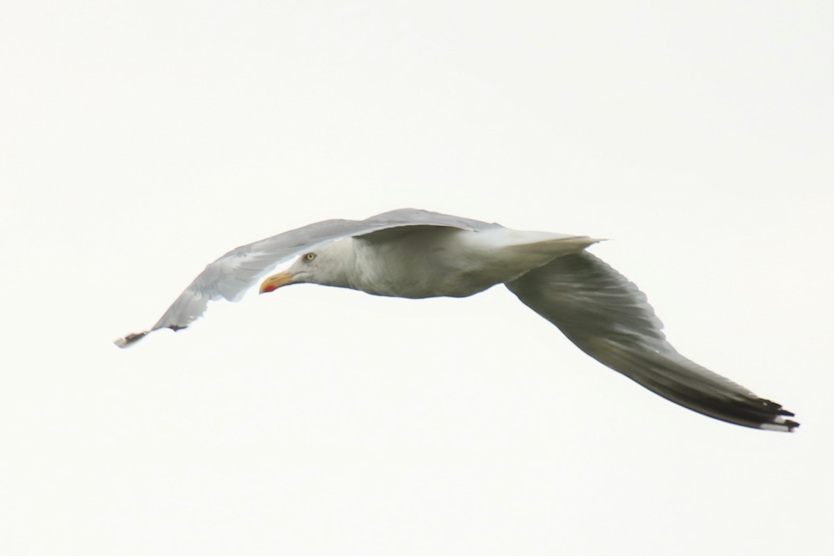 Herring Gull - Jan Roedolf