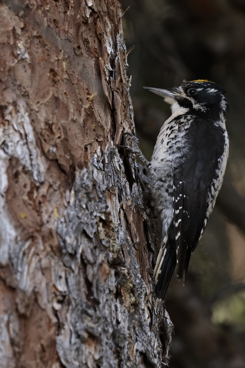 American Three-toed Woodpecker - ML607250031