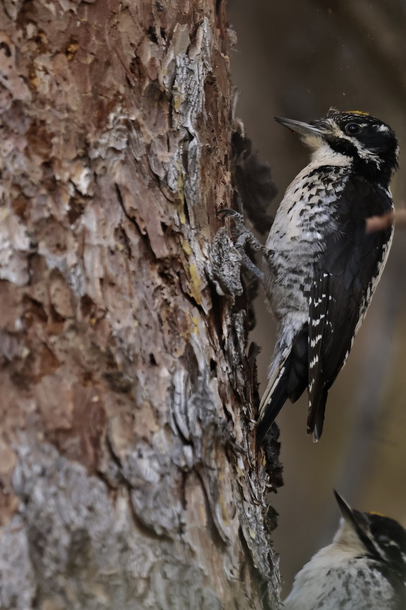 American Three-toed Woodpecker - ML607250041