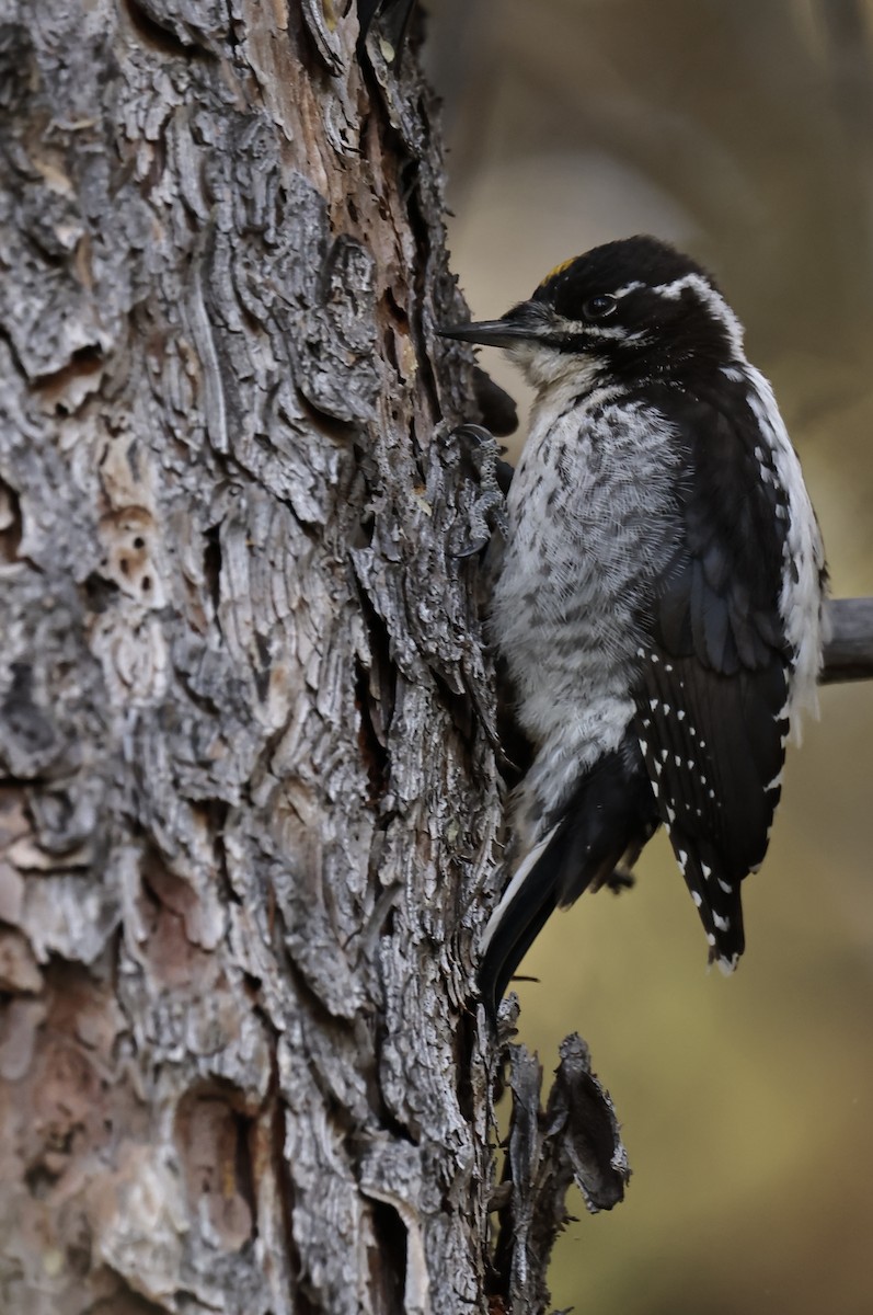 American Three-toed Woodpecker - ML607250051