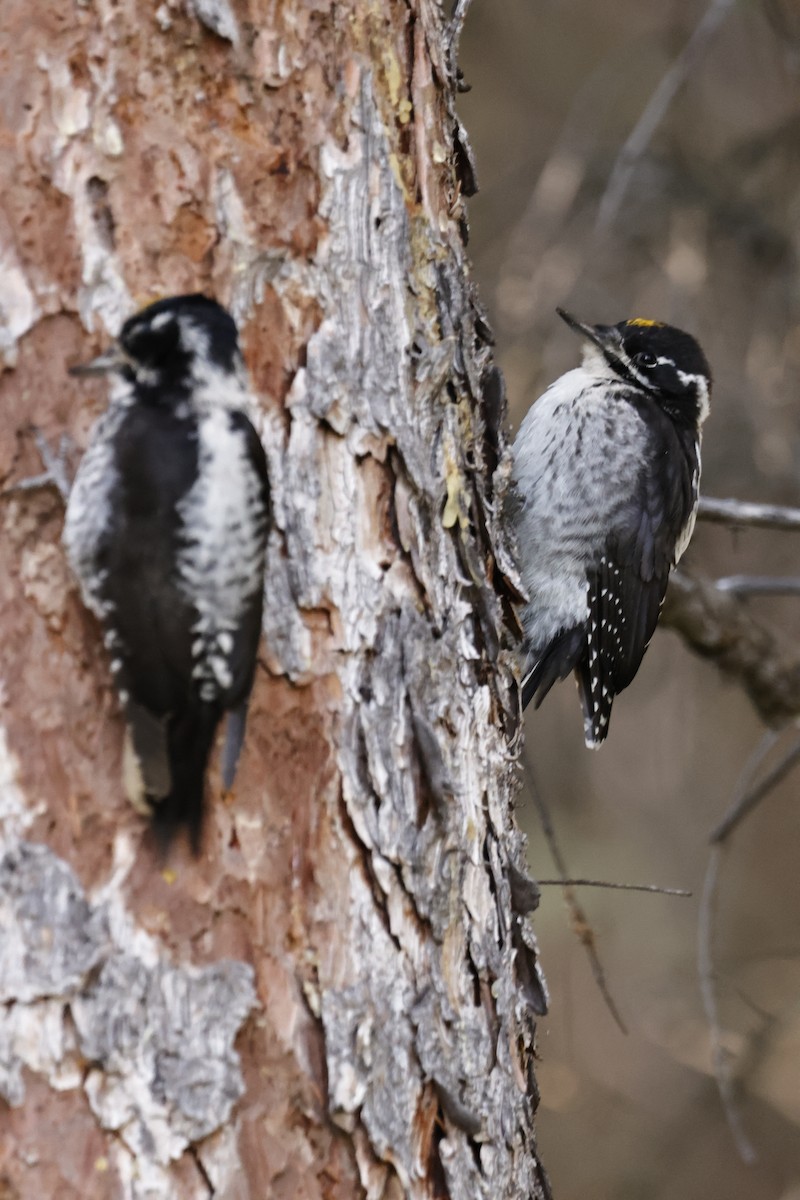 American Three-toed Woodpecker - Jameson Hawkins-Kimmel