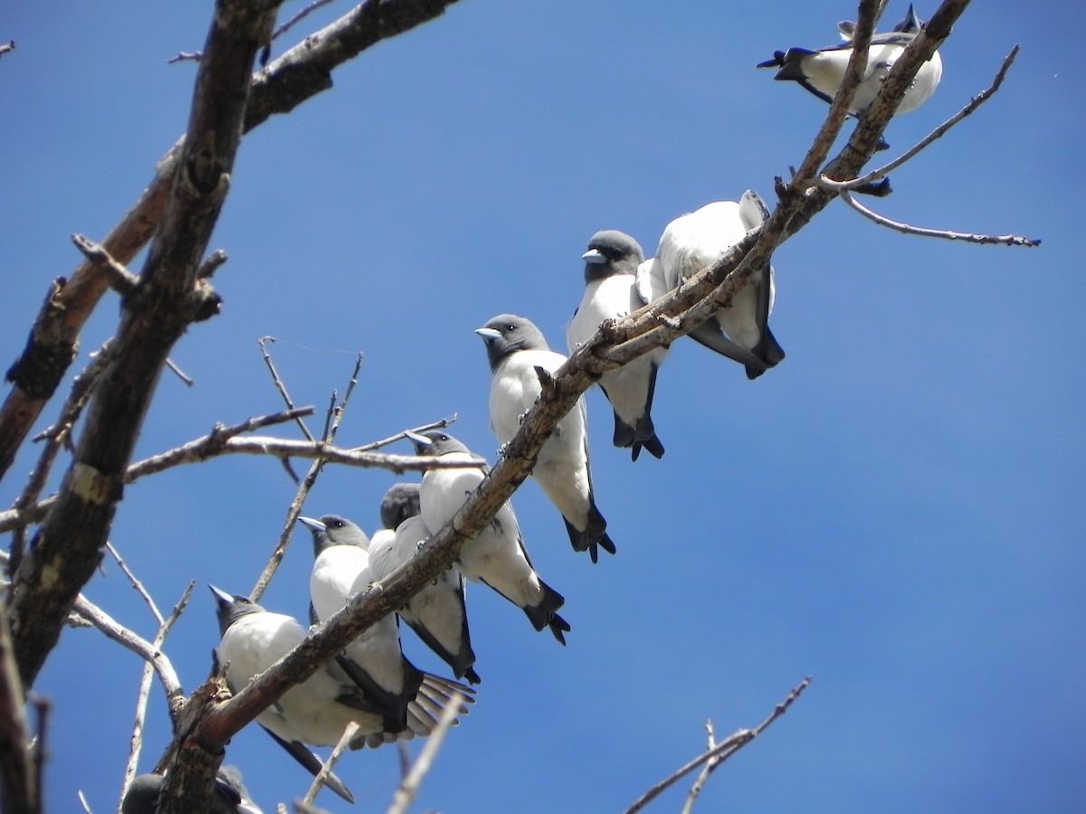 White-breasted Woodswallow - ML607250131