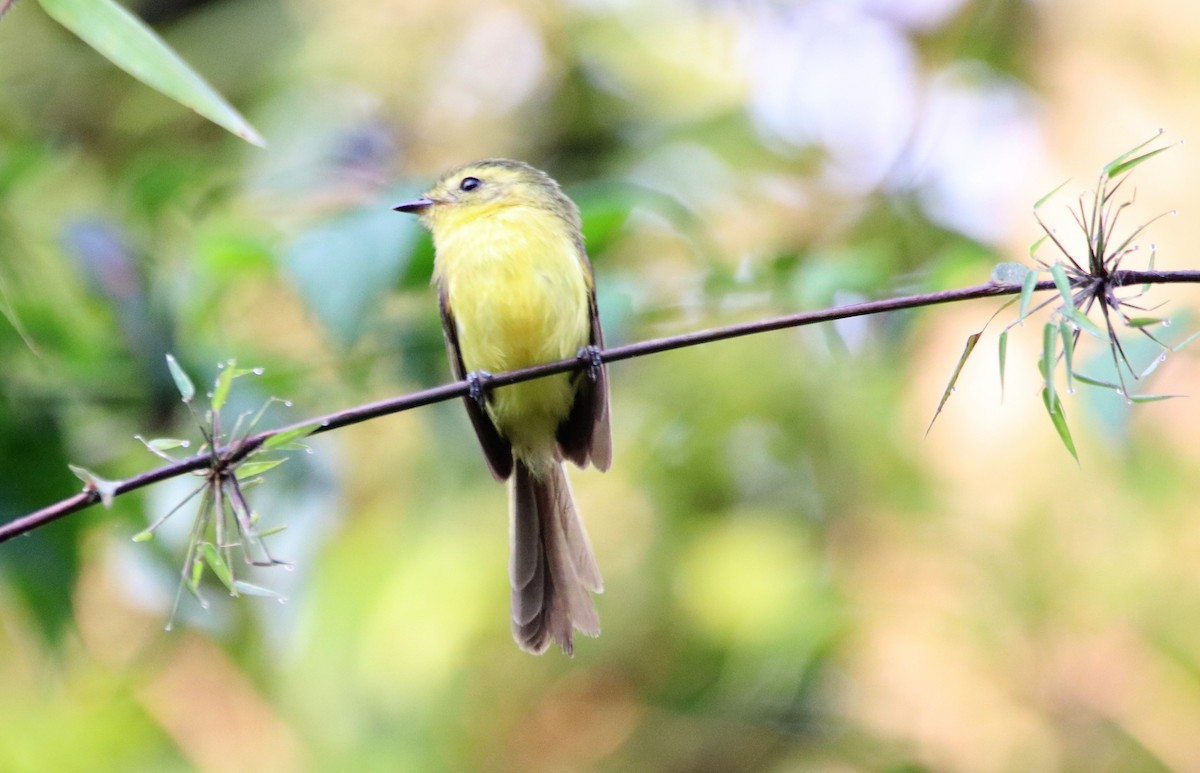 Yellow Tyrannulet - Haydee Cabassi