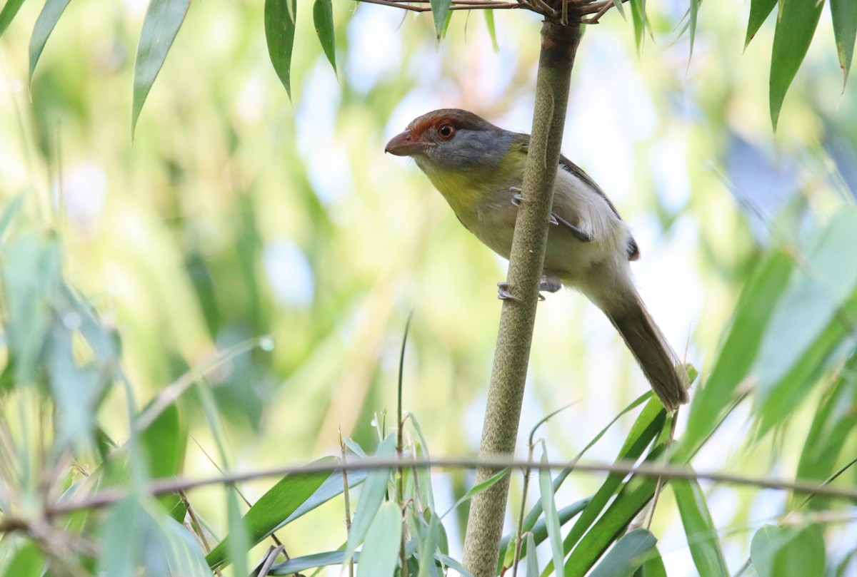 Rufous-browed Peppershrike - ML607250681