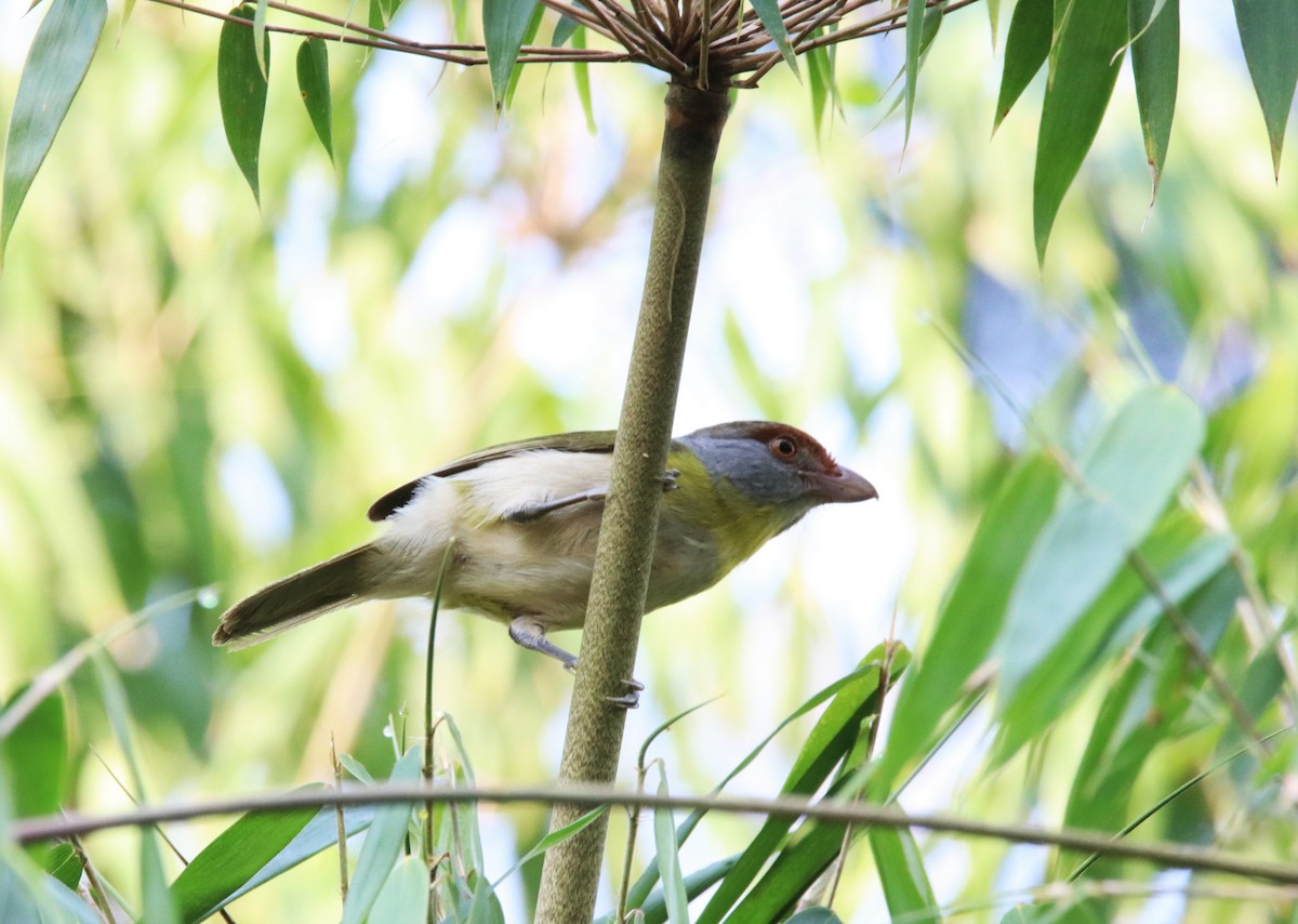 Rufous-browed Peppershrike - ML607250691