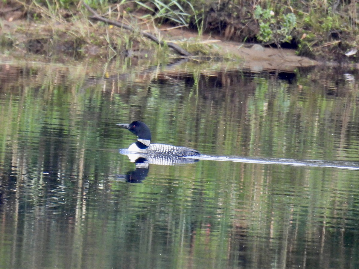 Common Loon - ML607250761