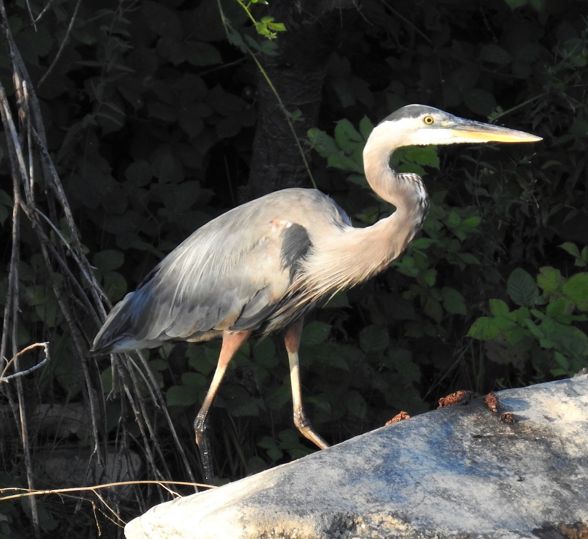 Great Blue Heron - ML607251631