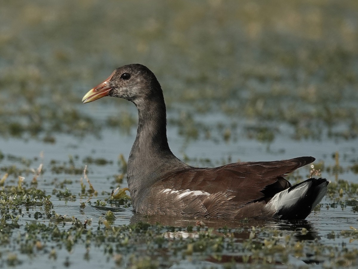 Common Gallinule - ML607251911