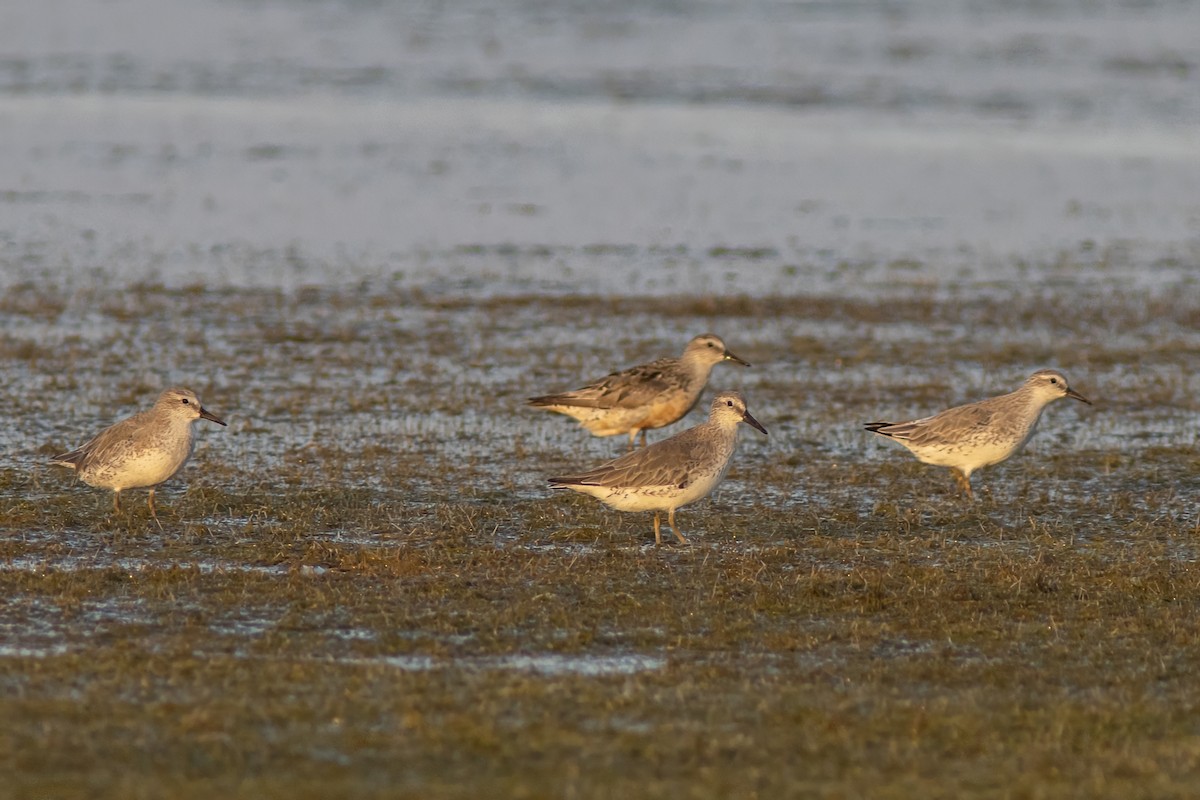 Red Knot - ML607252241