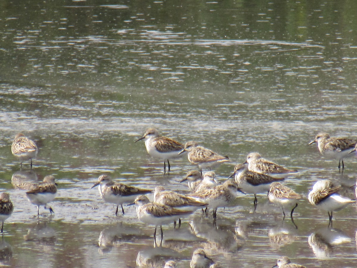 Western Sandpiper - ML607252981