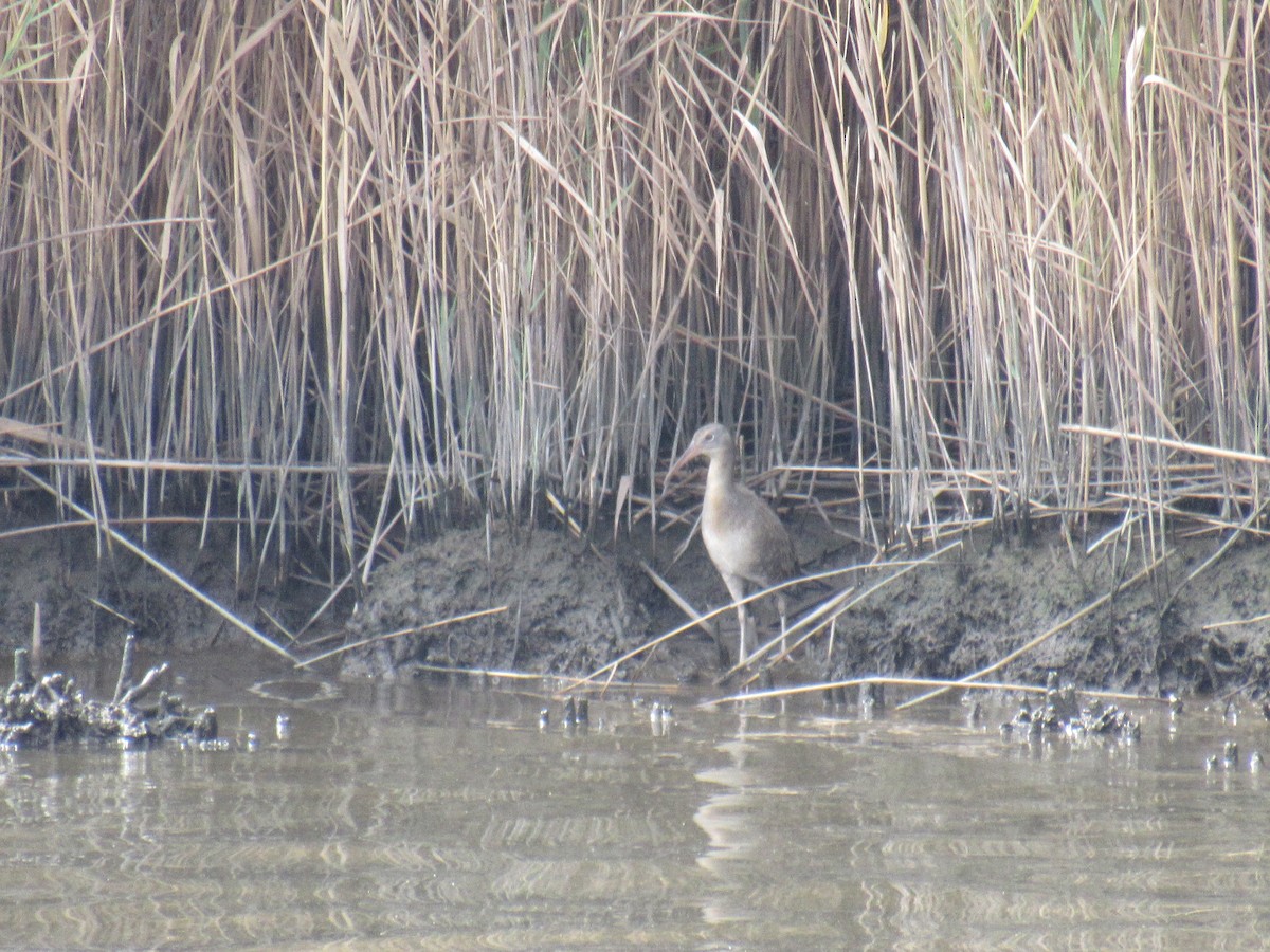 Clapper Rail - ML607253101