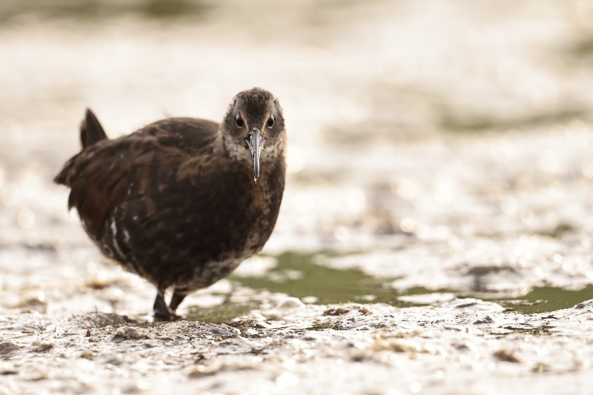 Virginia Rail - Jameson Hawkins-Kimmel