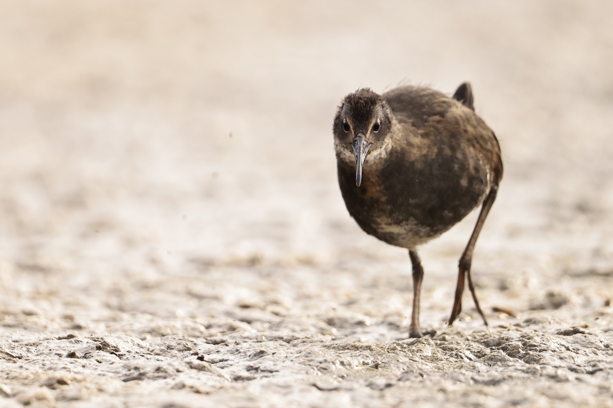 Virginia Rail - ML607253421