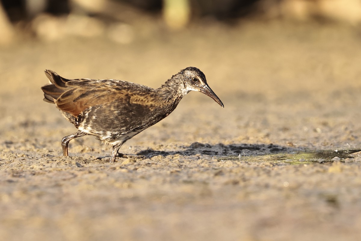 Virginia Rail - ML607253431