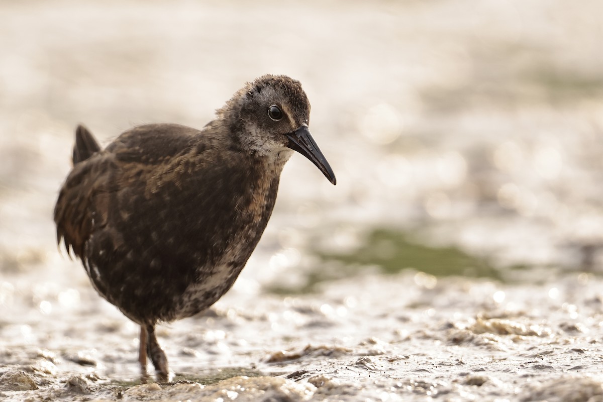 Virginia Rail - ML607253441