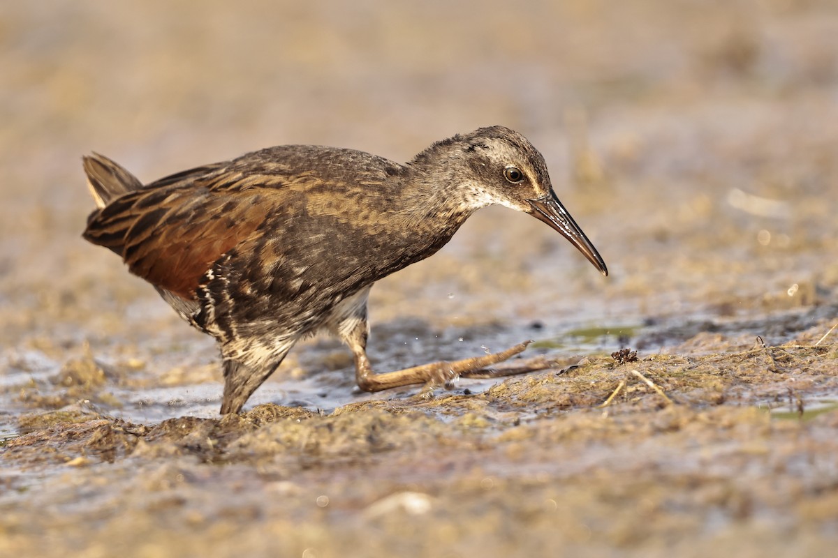 Virginia Rail - ML607253451