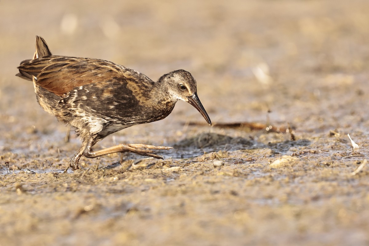 Virginia Rail - ML607253461