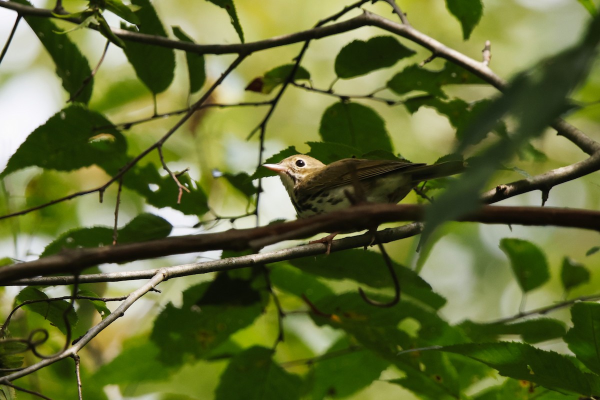 Ovenbird - ML607254001