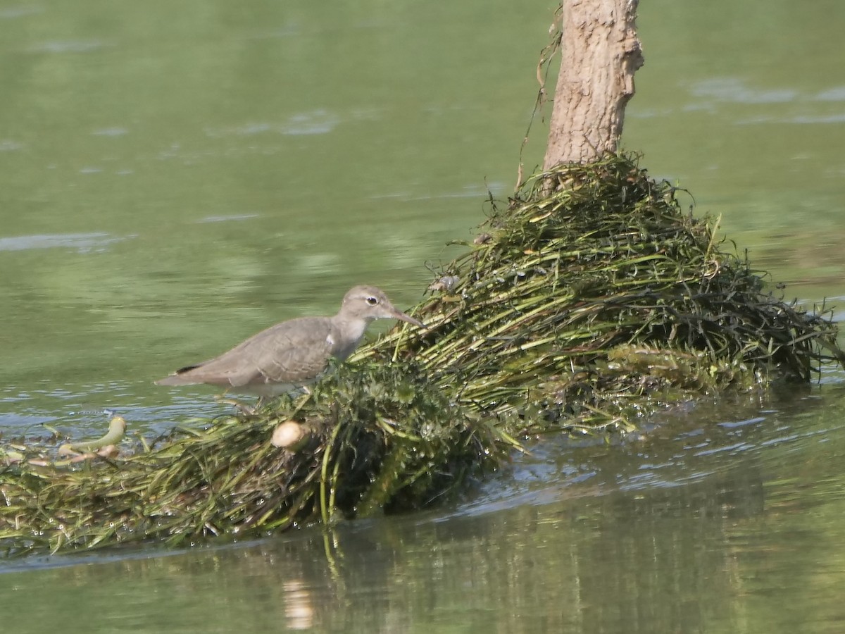 Spotted Sandpiper - ML607254811