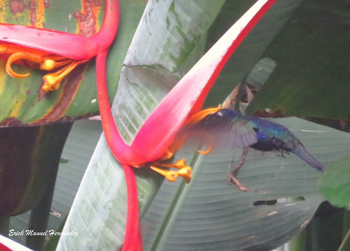 Colibrí Morado - ML60725521