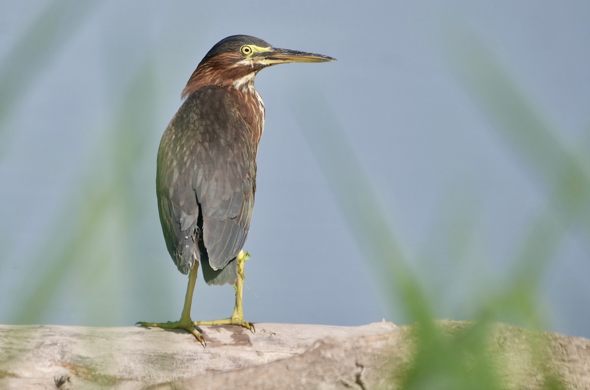 Green Heron - ML607255401