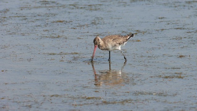 Морин цууцал - ML607255471