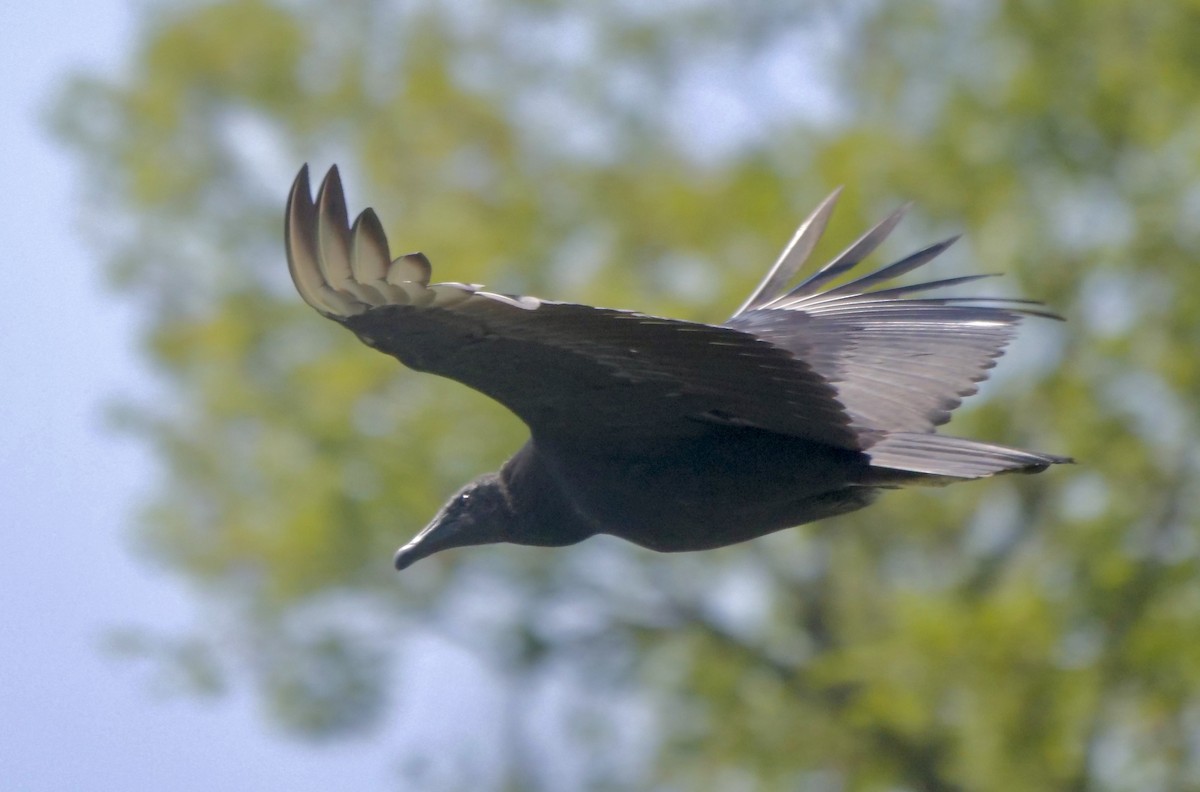 Black Vulture - ML607255531