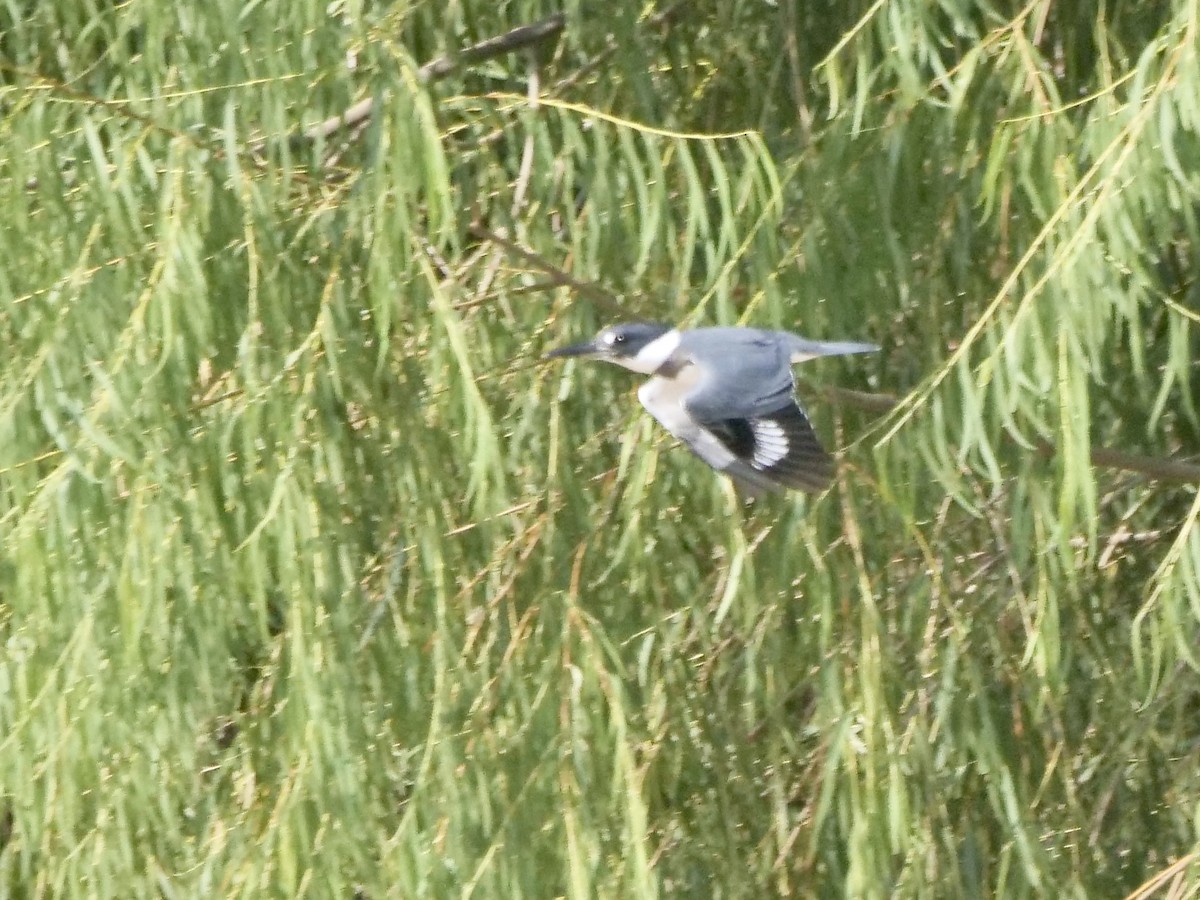 Belted Kingfisher - ML607255711