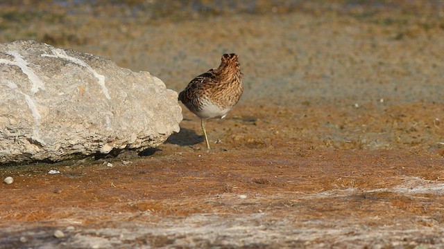 Шөвгөн хараалж - ML607255931