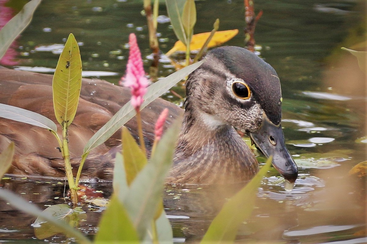 Wood Duck - ML607256461