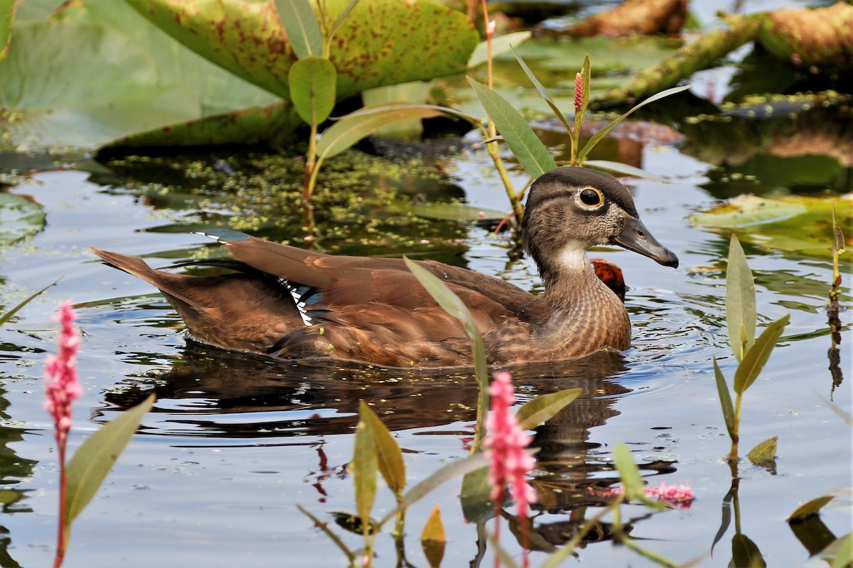 Wood Duck - ML607256471