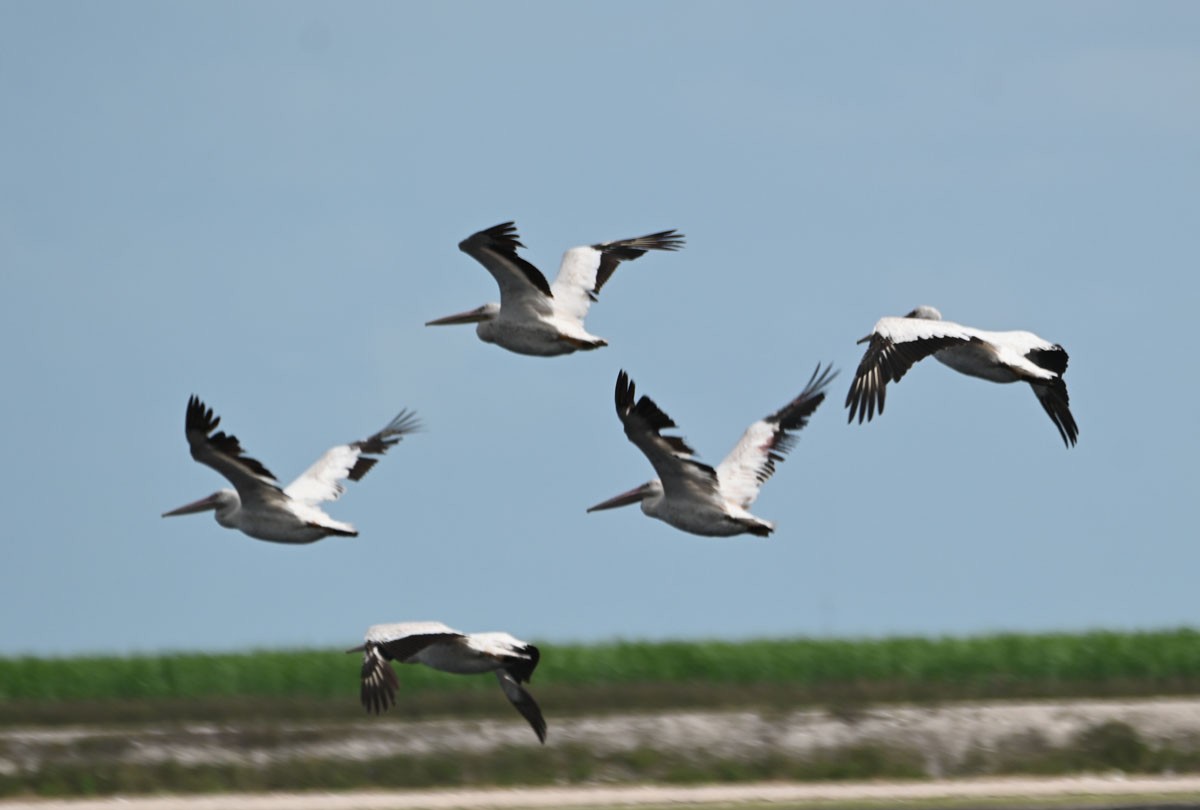 American White Pelican - ML607257281