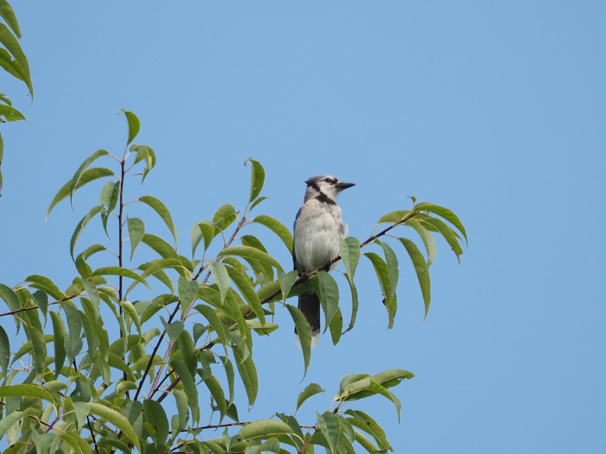 Blue Jay - ML607259301