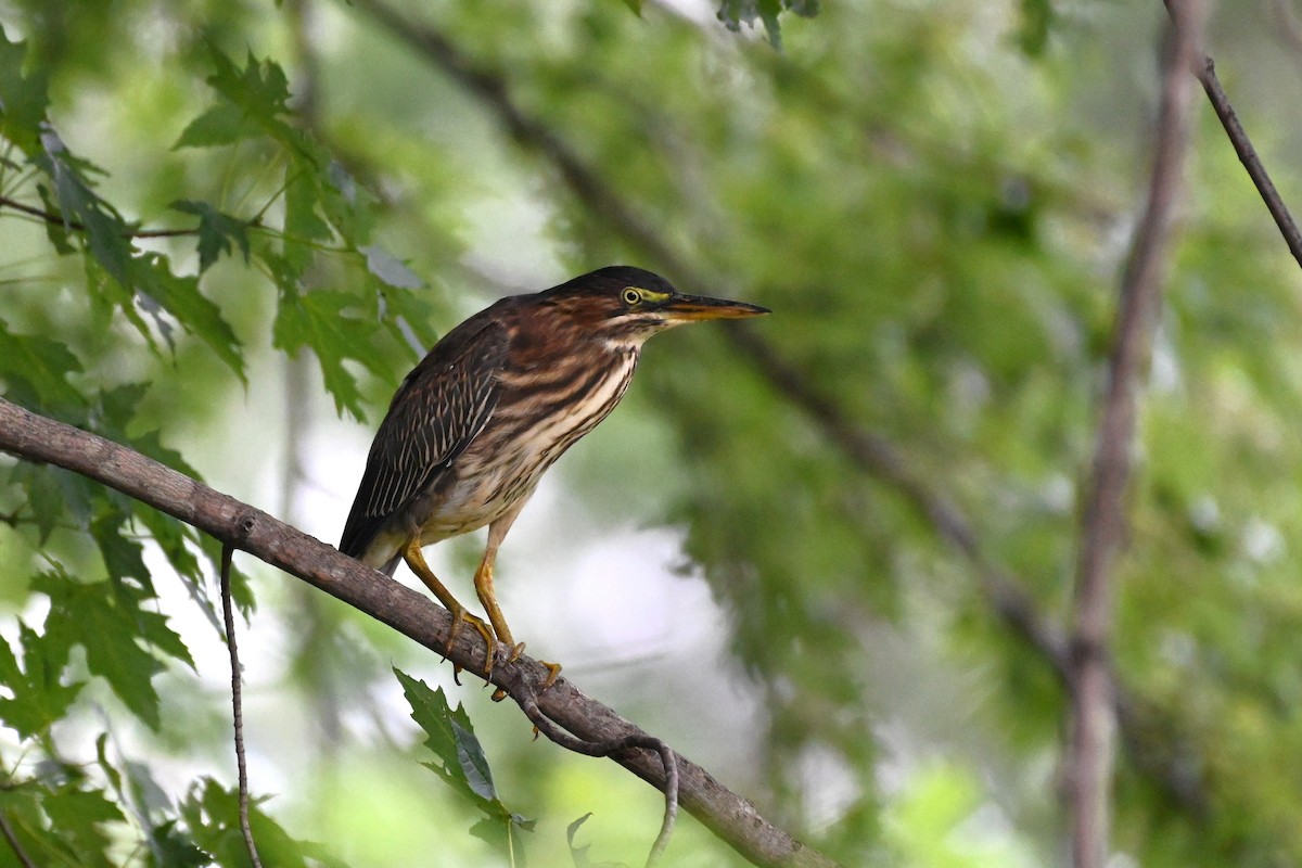 Green Heron - Henry Trombley