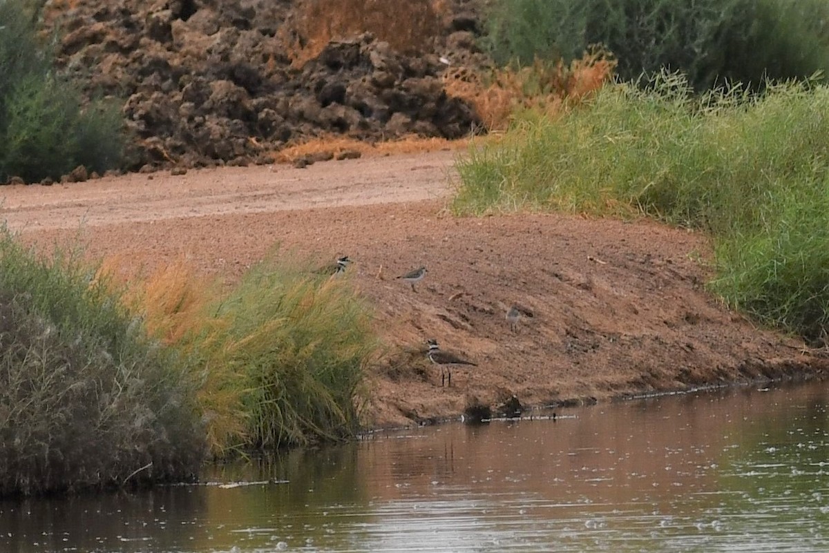 Semipalmated Sandpiper - ML607259711