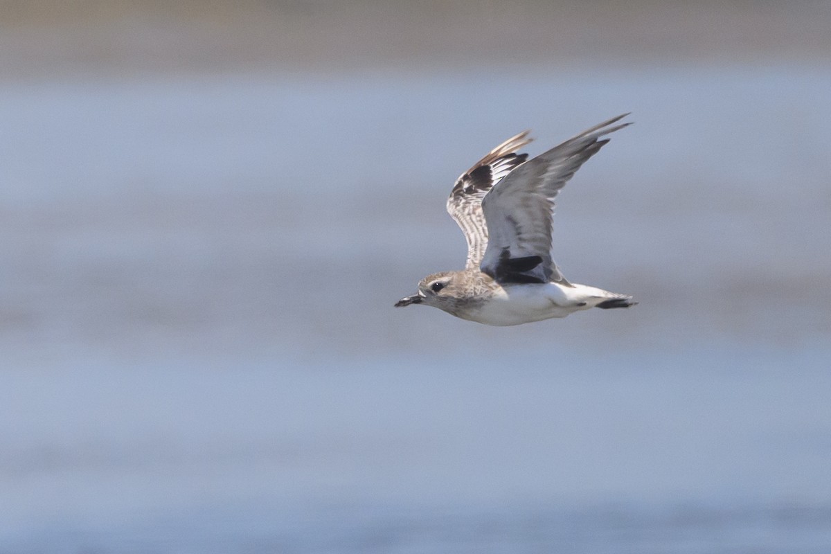 Black-bellied Plover - Stephen Davies