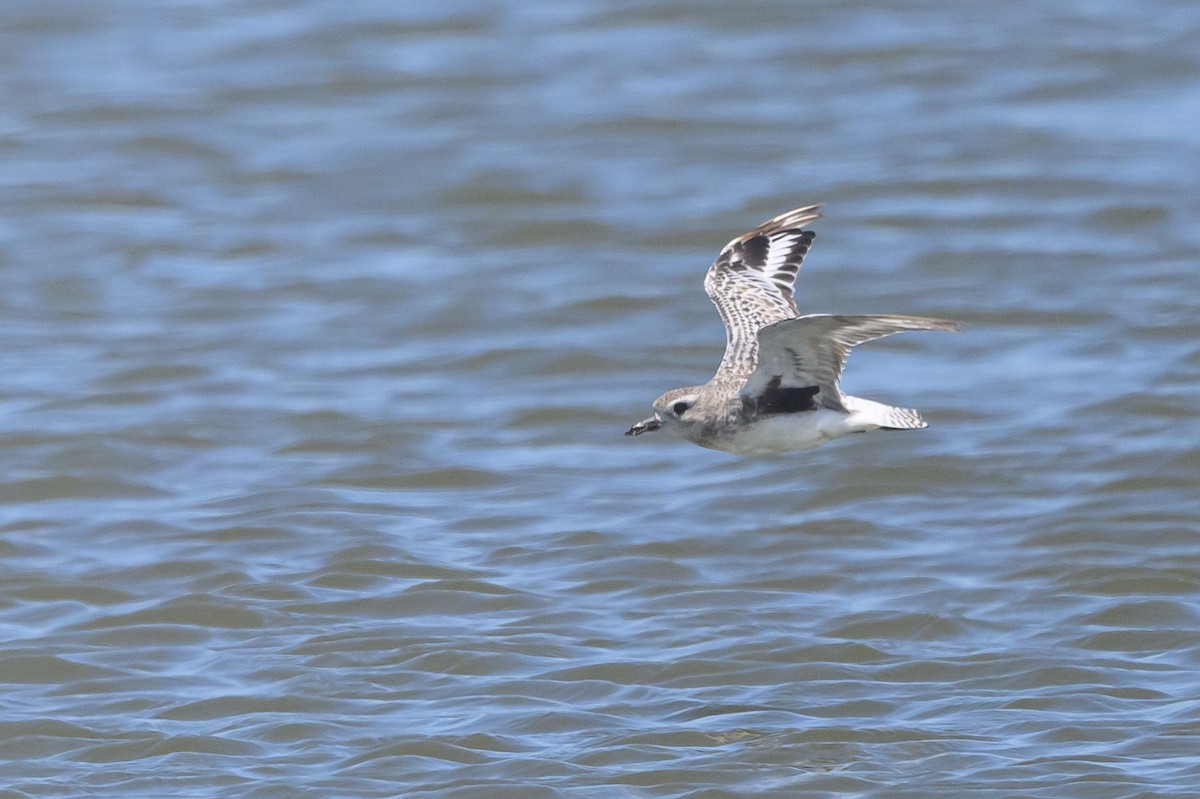 Black-bellied Plover - ML607260091