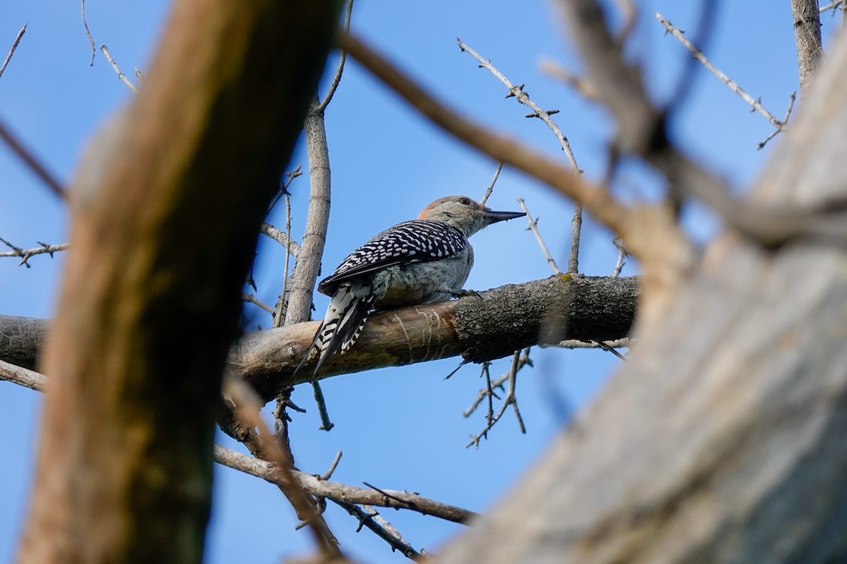 Red-bellied Woodpecker - ML607260161