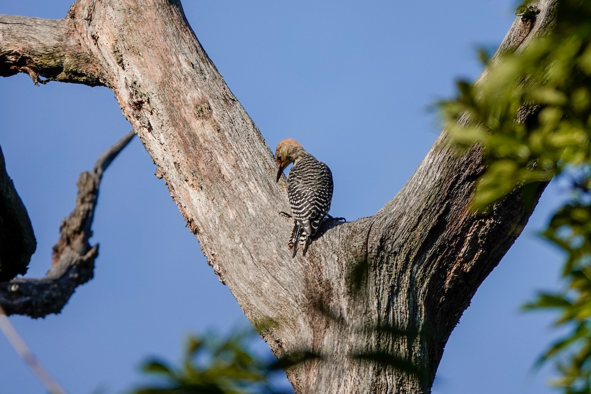 Red-bellied Woodpecker - ML607260171