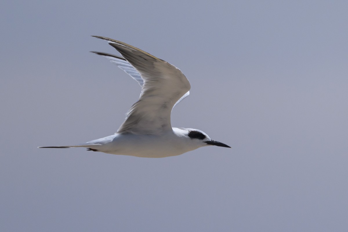 Forster's Tern - ML607260191