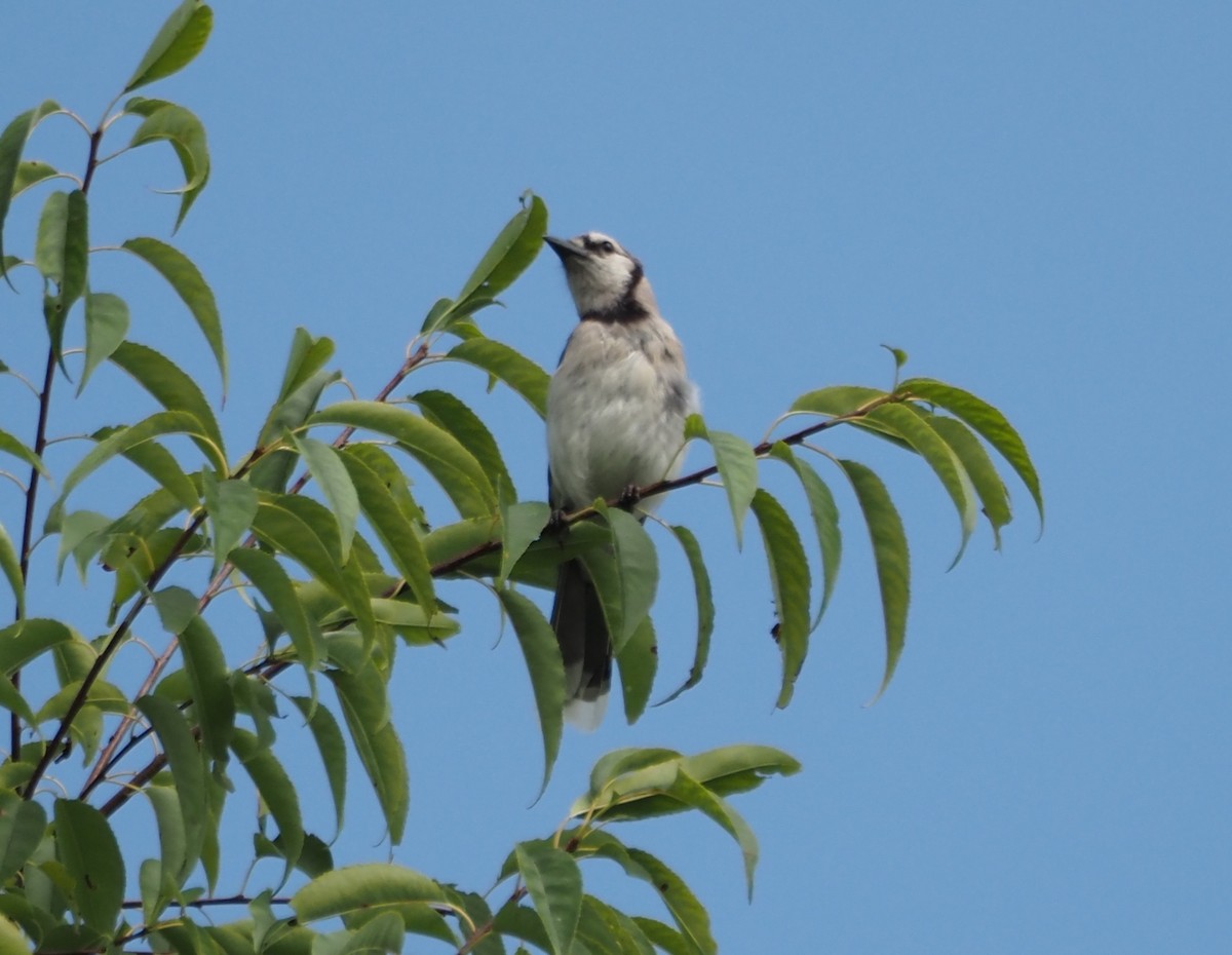 Blue Jay - ML607260461