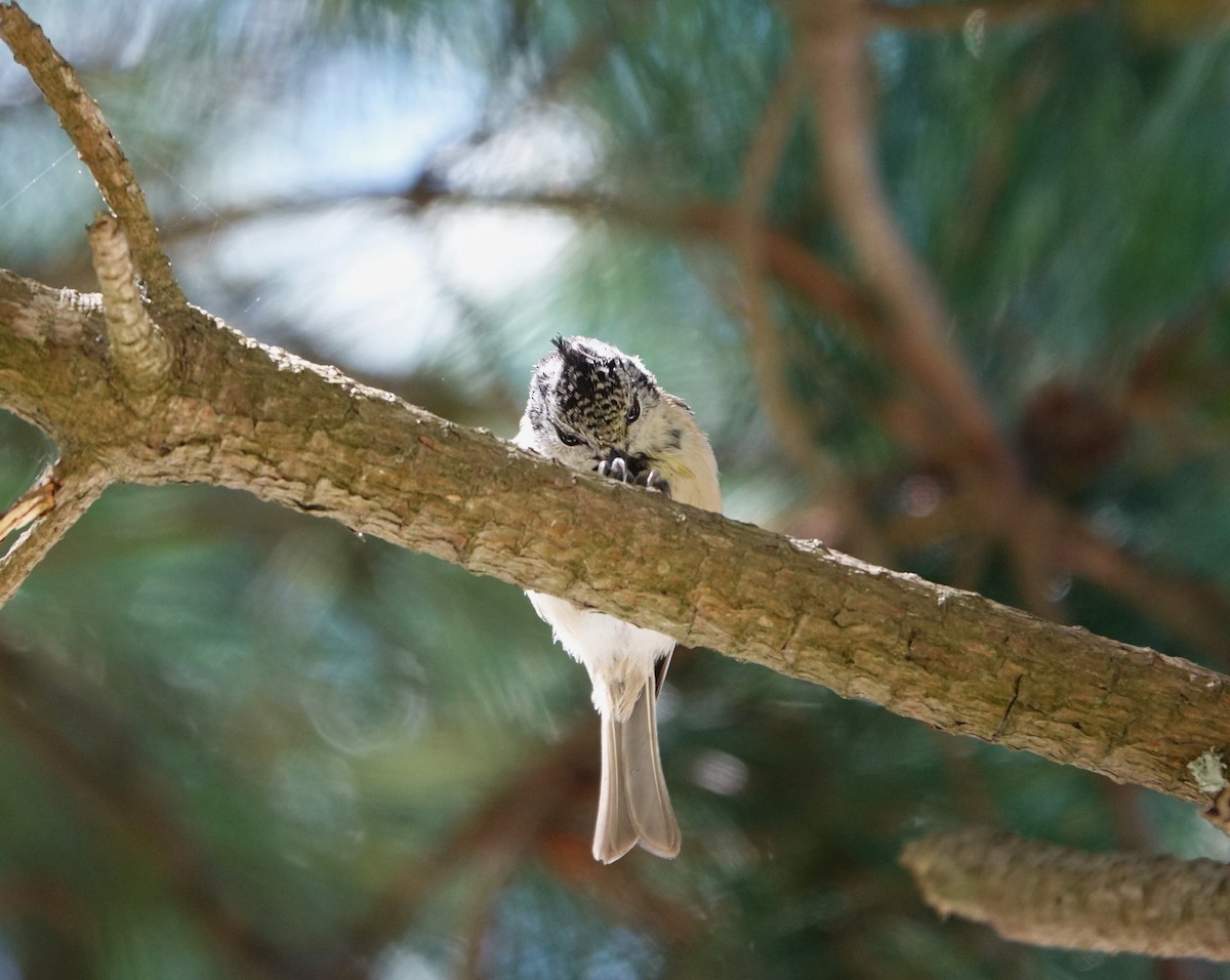 Crested Tit - ML607260791