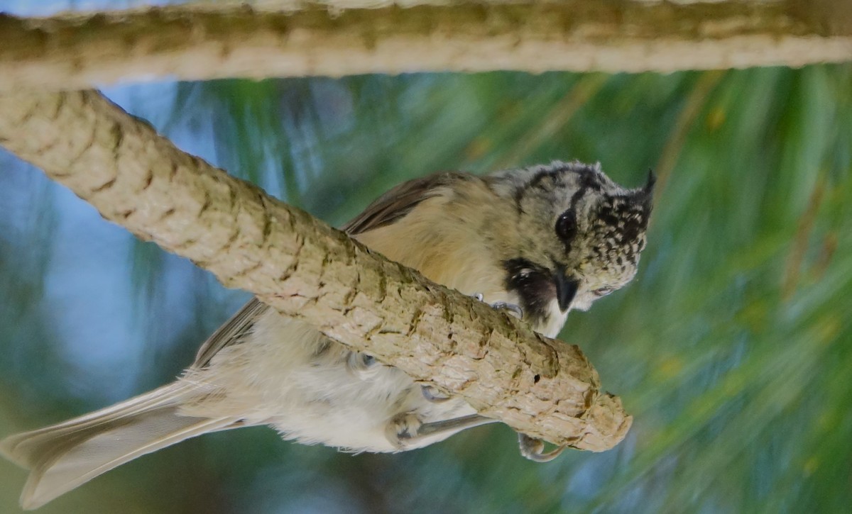 Crested Tit - ML607260801